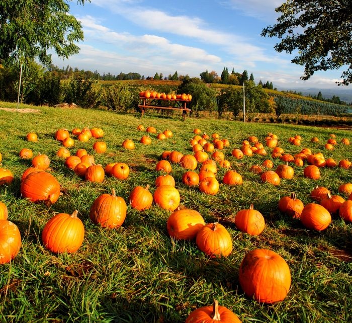 Pumpkin Patch