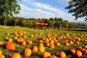 Light Your Jack O'Lantern Now
