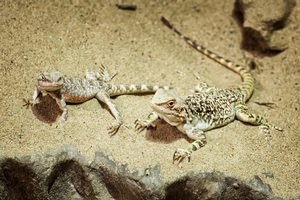 Lighting and Heat Bulbs for your Pet Reptiles