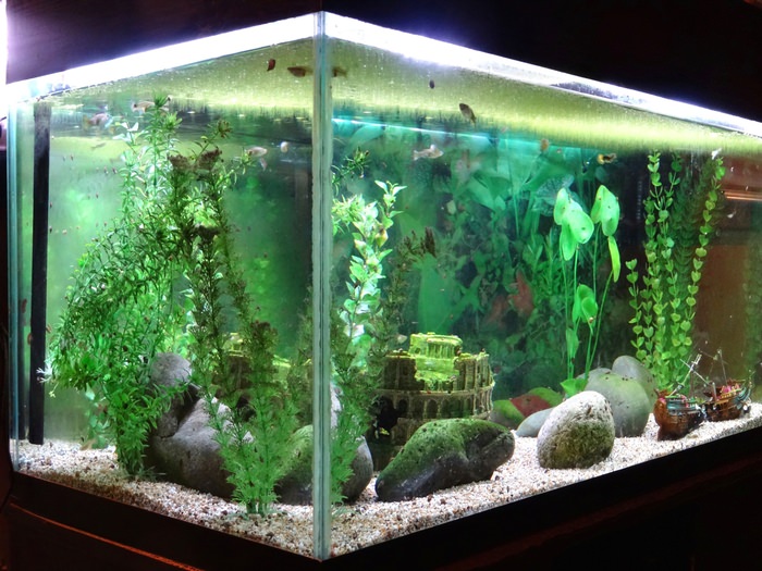 Well-lit fish tank