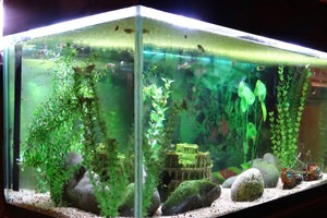 Lighting for Aquariums