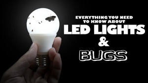 Everything You Need to Know About LED Lights & Bugs