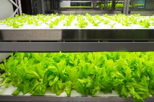 Choosing Grow Lights for Indoor Plants