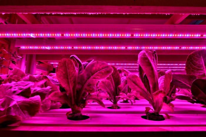 Pink grow lights