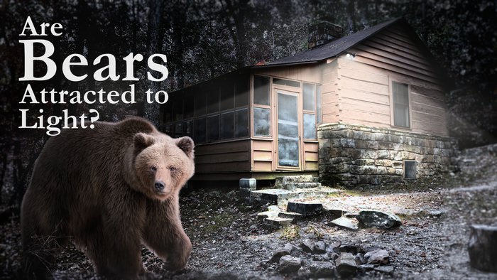 Bear Walking Outside Cabin