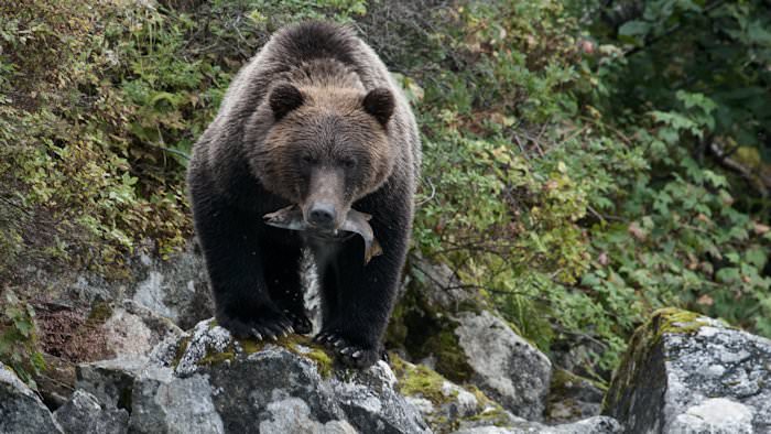 Bear Eating Salmon on Rocks