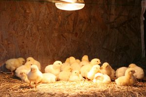 The Many Uses of Heat Lamps