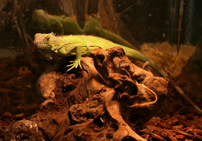 Lizard under heat bulb
