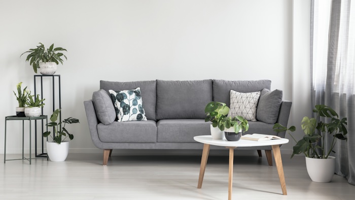 Living Room Sofa and Plants