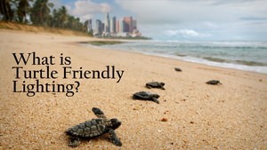 What is Turtle Friendly Lighting?