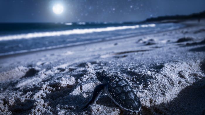 Turtle at nighttime on the beach