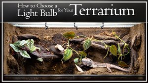 How to Choose a Light Bulb for Your Terrarium