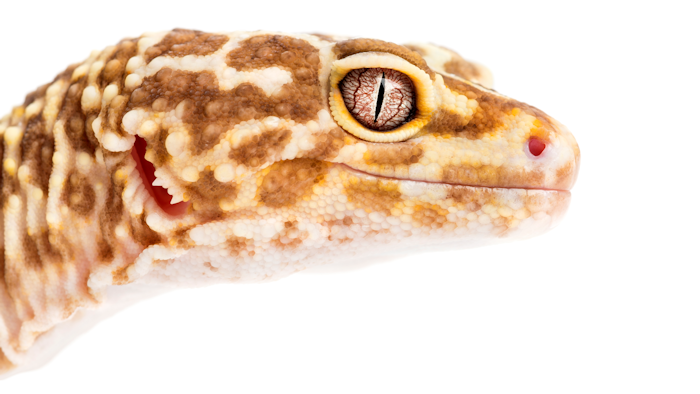 Leopard Gecko in the light