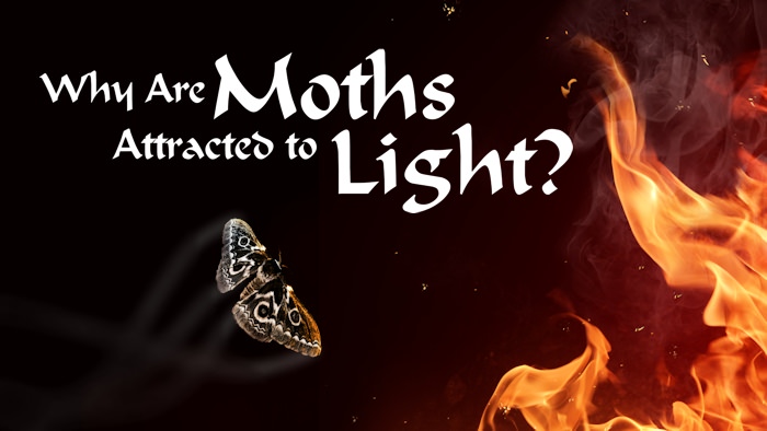 Why Are Moths Attracted to Light?