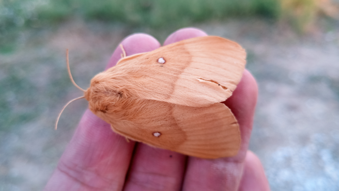 Large Moth in A Hand