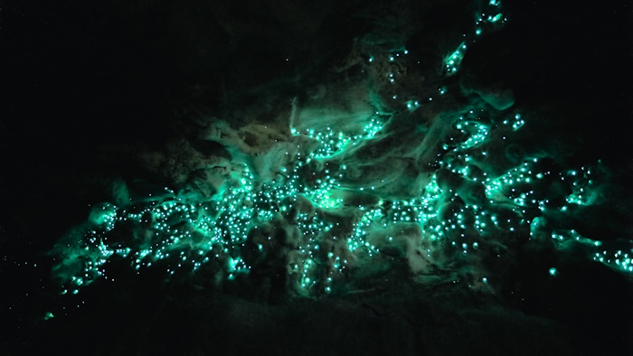 Glowworms in Cave
