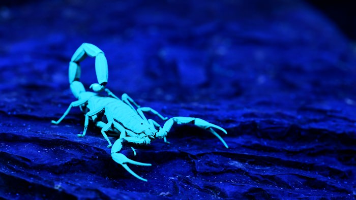 UV Scorpion Lit Up