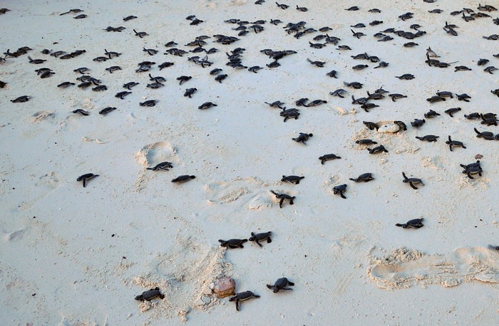 Baby sea turtle