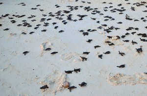 Reducing Light Pollution with Turtle Friendly Light Bulbs