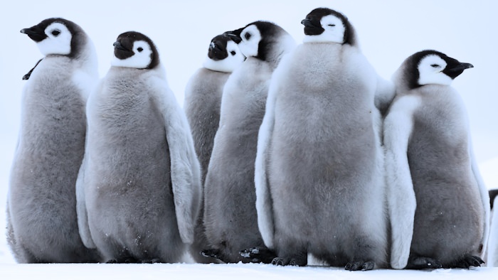 Cool Toned Penguins