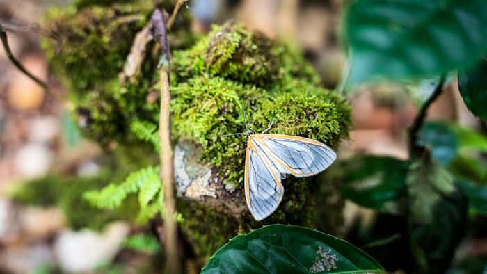 Moth on Moss
