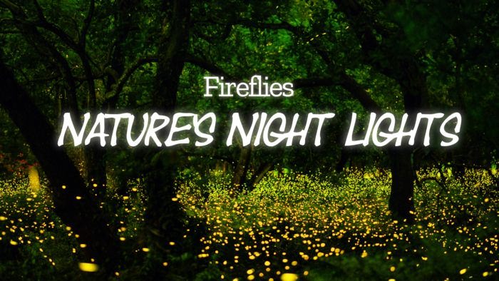 Fireflies - Nature