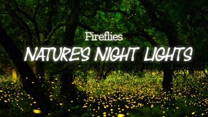 Fireflies - Nature's Night Lights