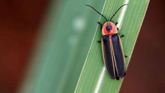 Firefly on Leaf