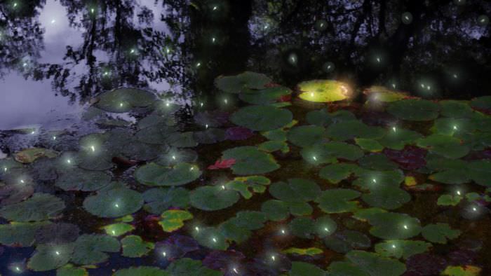 Bunch of Fireflies on Lily Pads