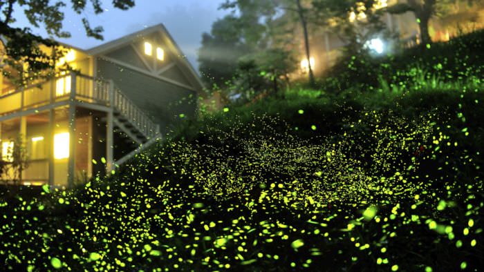 Fireflies in Bushes
