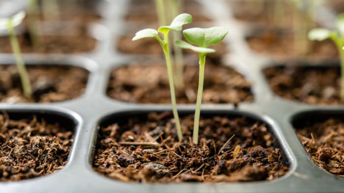 Plants sprouting