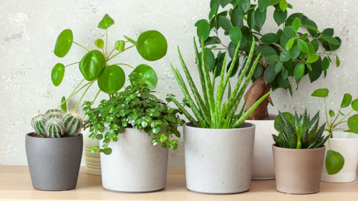 Potted Plants