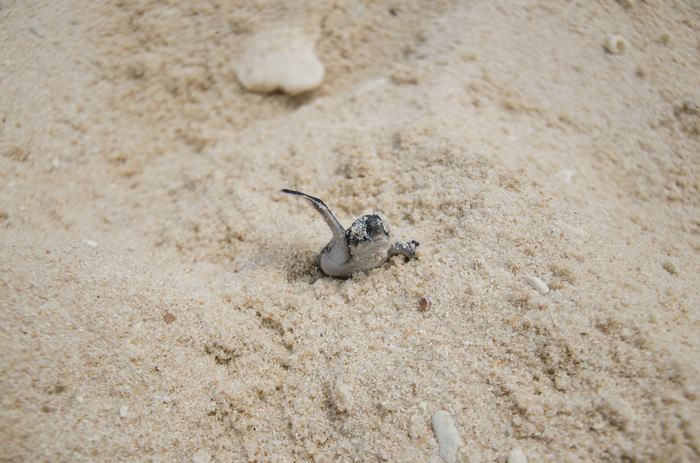 Baby turtle