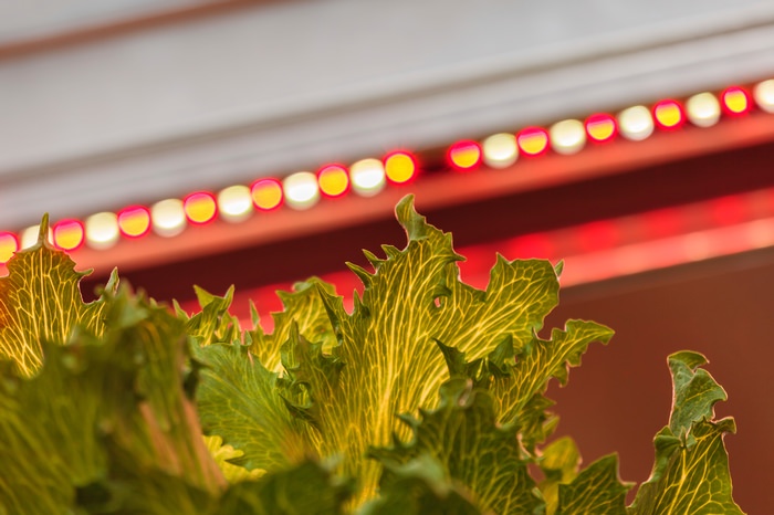 Red grow lights