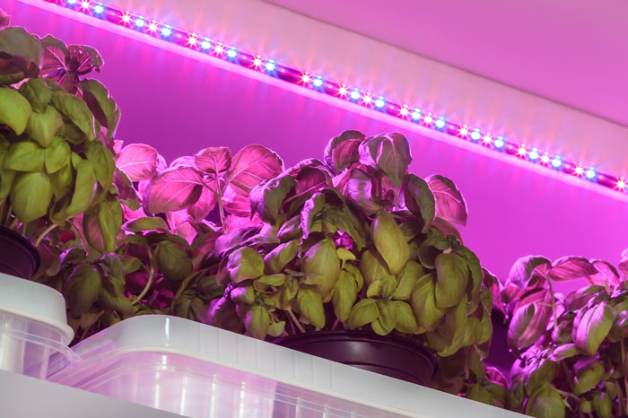 Purple grow light