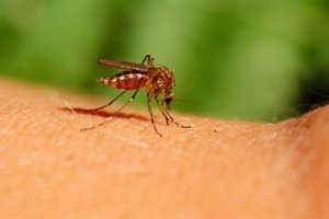 Could LEDs be the Answer to Fighting the Zika Virus?