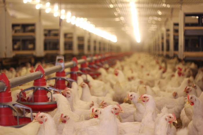 Chicken barn