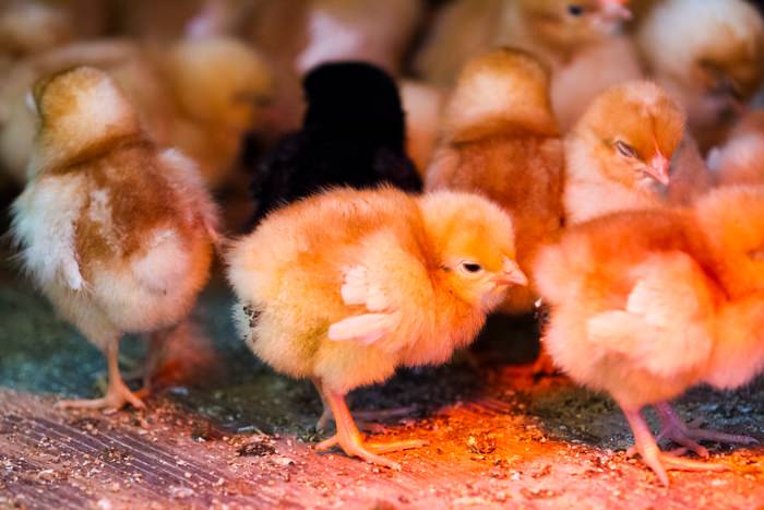 Baby chicks
