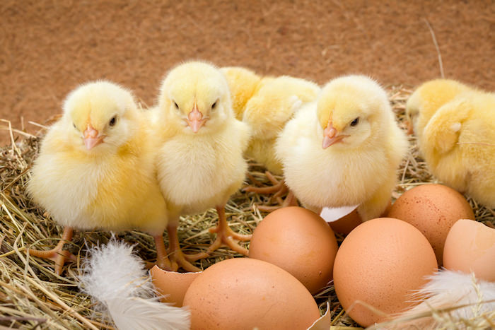 Brooding chickens with heat lamps