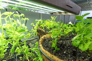 Grow Lights Explained by EpicGardening.com