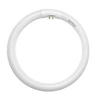 Satco 22 watt T5 4-Pin Base White 4100K Cool White Circline Fluorescent