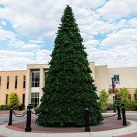 Vickerman 40' x 227" Grand Teton Unlit Artificial Christmas Tree
