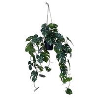Vickerman 41" Artificial Green Monstera Hanging Potted Plant