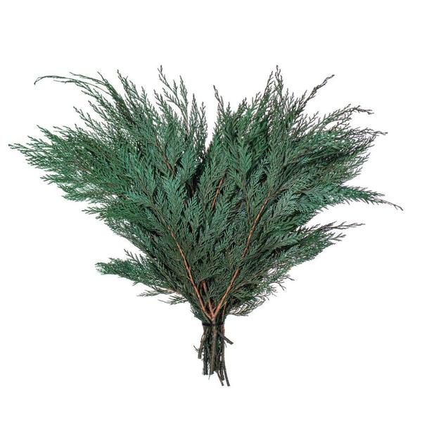 18-24" Port Orford Cedar Branches Preserved Foliage Bundle