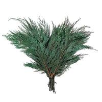Vickerman 18-24" Port Orford Cedar Branches Preserved Foliage Bundle
