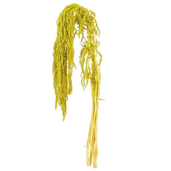 16-20" Lime Green Amaranthus Natural Preserved Flower Bundle