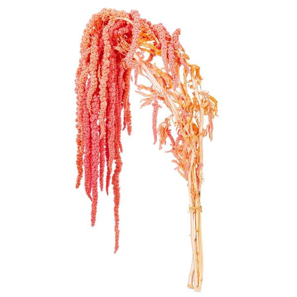 16-20" Pink Amaranthus Natural Preserved Flower Bundle
