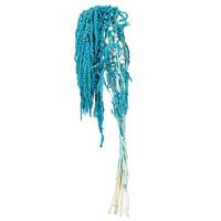 Vickerman 16-20" Blue Amaranthus Natural Preserved Flower Bundle