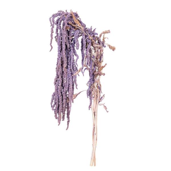 16-20" Lavender Amaranthus Natural Preserved Flower Bundle