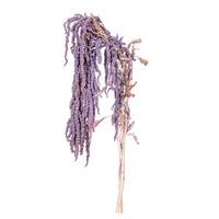 Vickerman 16-20" Lavender Amaranthus Natural Preserved Flower Bundle